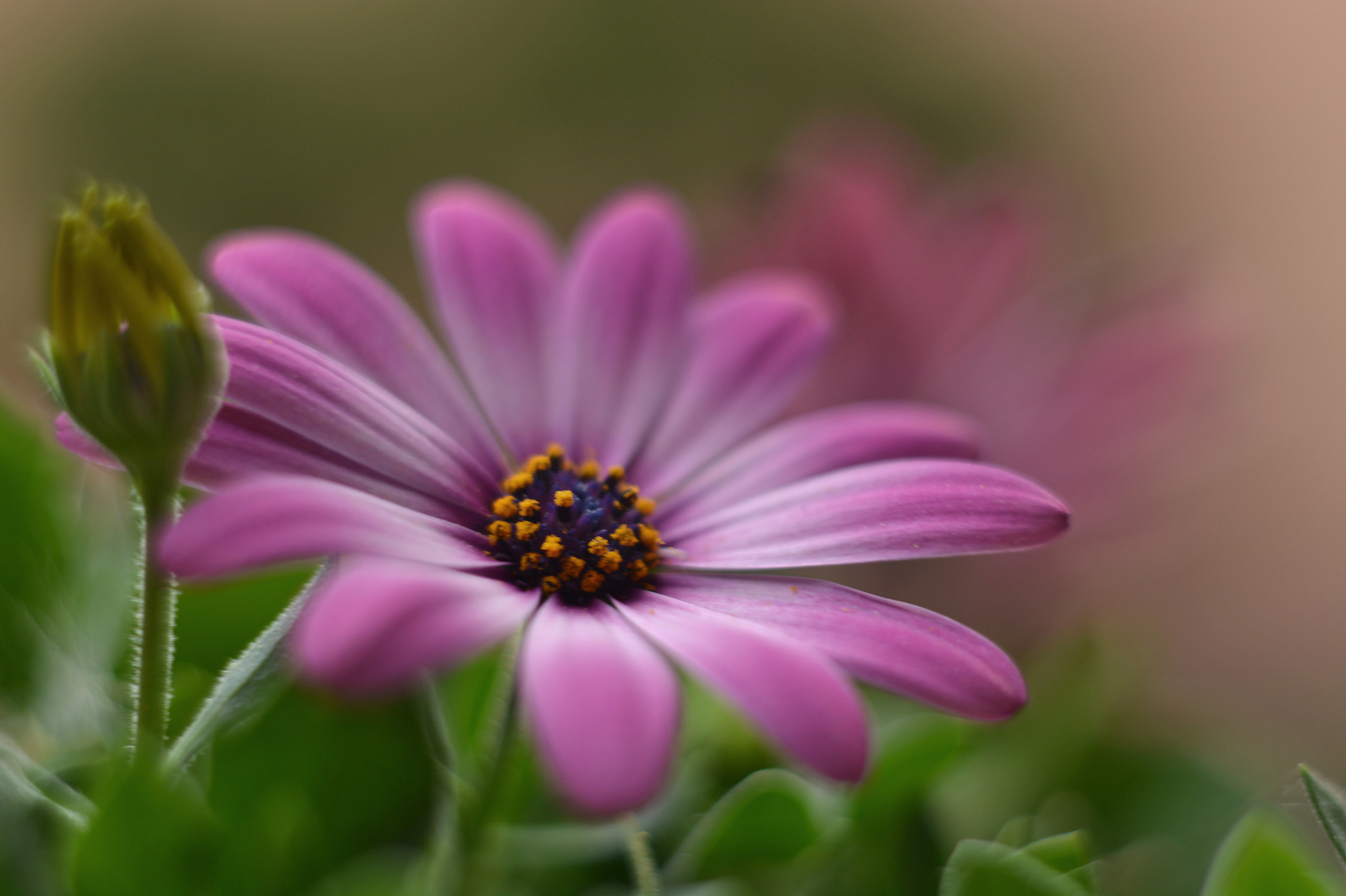 Manual Lens No CPU sample photo. Flower photography