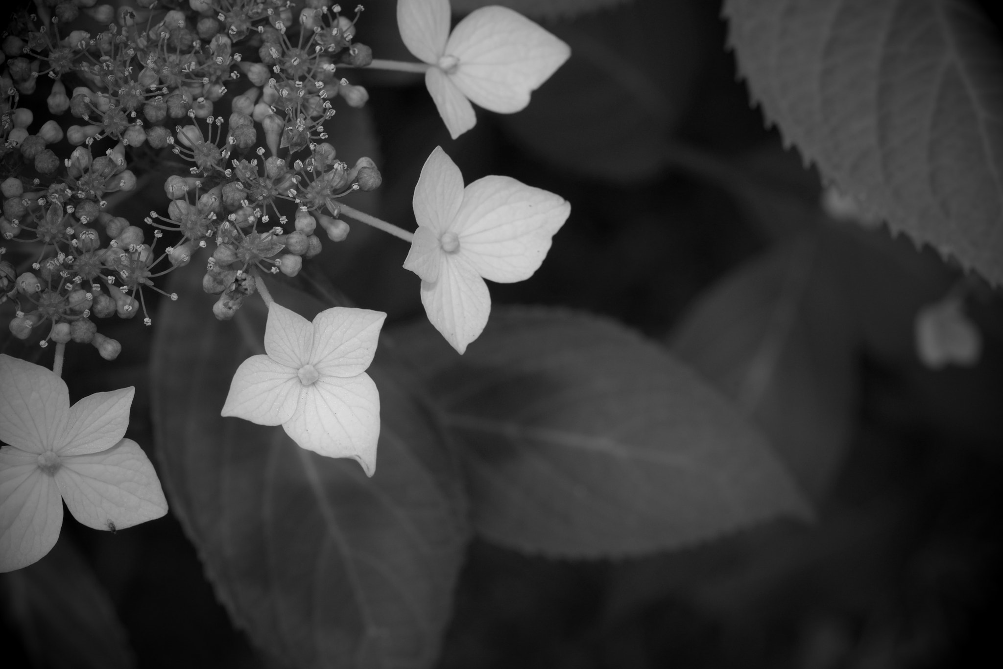 Pentax K-1 sample photo. Hydrangea photography