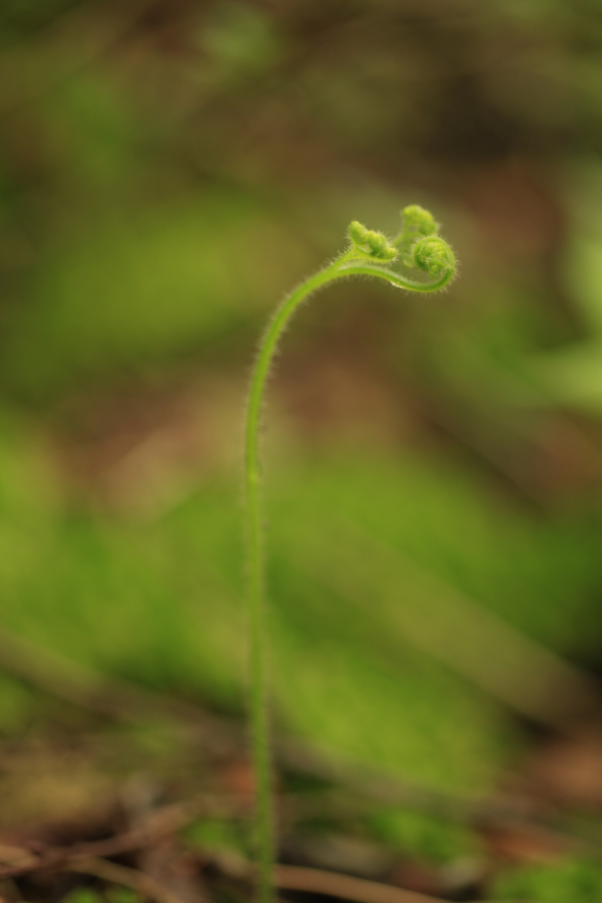 Sigma 50mm f/1.4 EX DG HSM + 1.4x sample photo. Warabi photography