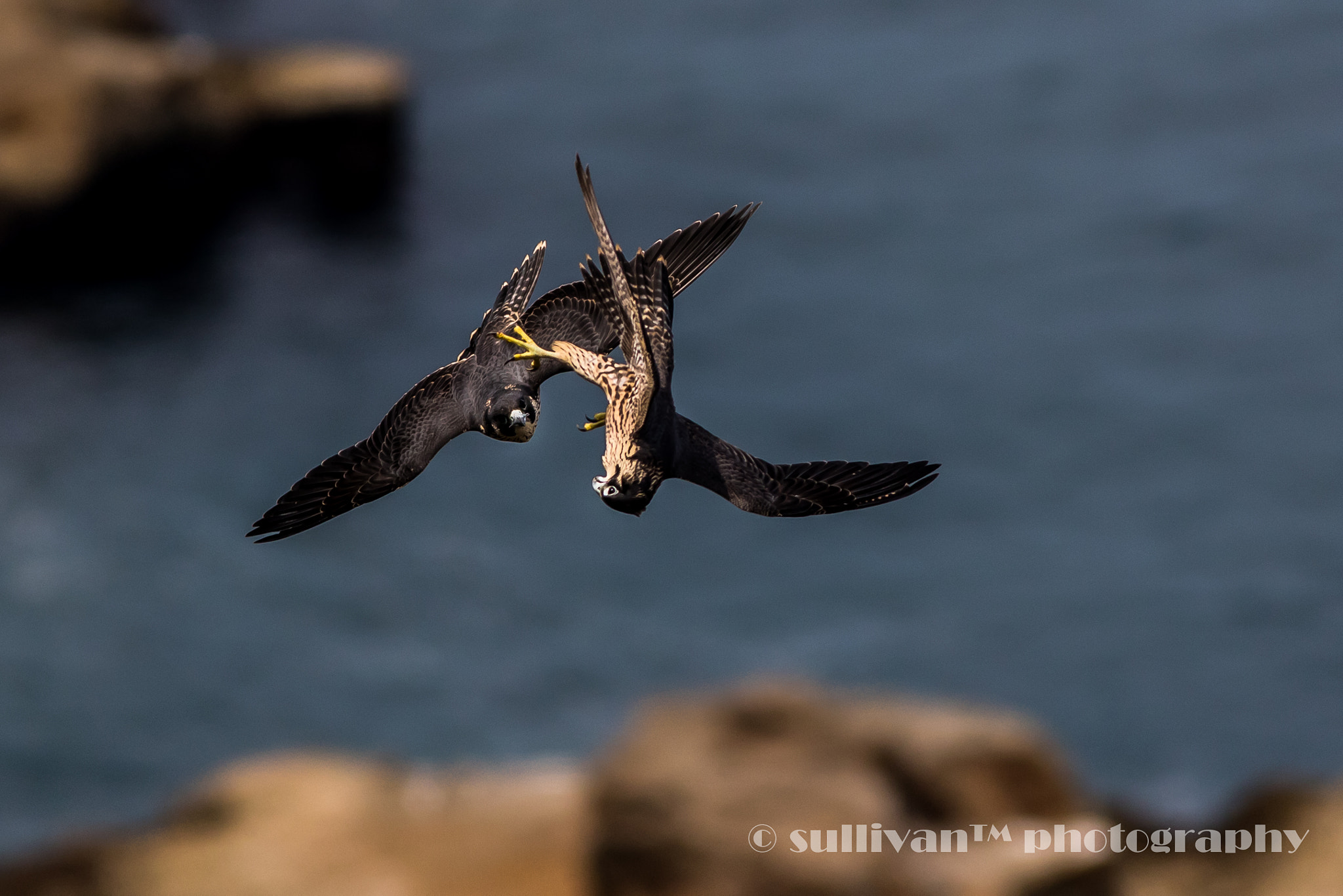 Canon EOS 7D Mark II + Canon EF 400mm F5.6L USM sample photo. Peregrine falcon photography