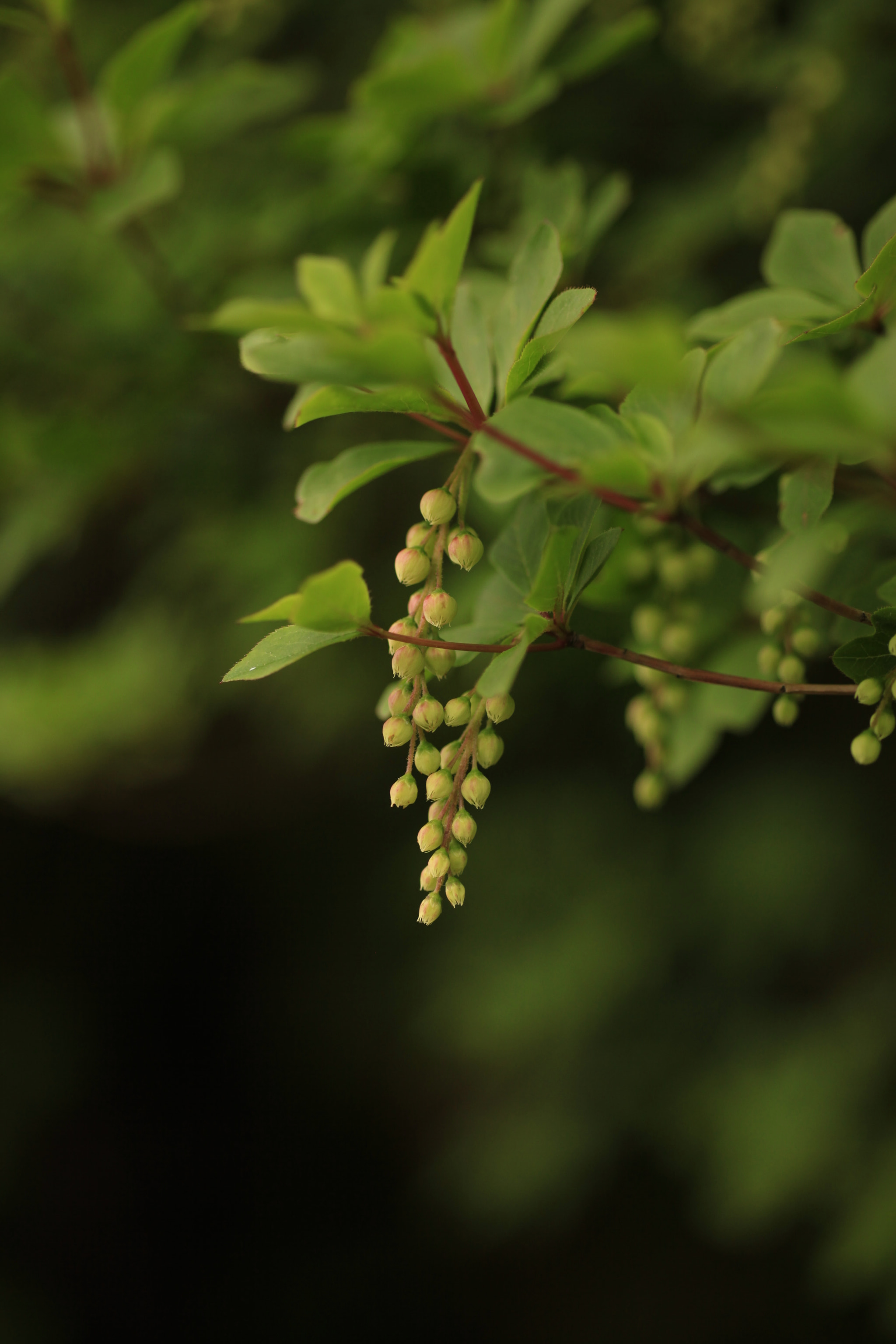 Sigma 50mm f/1.4 EX DG HSM + 1.4x sample photo. Tree flowers photography