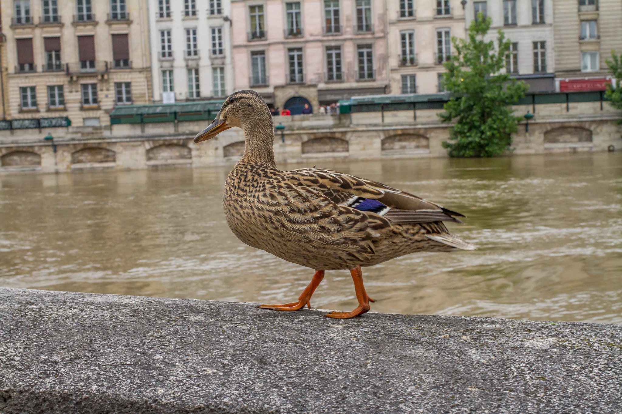 Canon EF 35mm F2 IS USM sample photo. Canard heureux photography