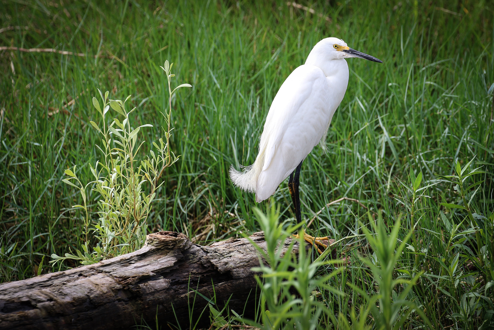 Canon EOS 7D Mark II + Canon EF 100-400mm F4.5-5.6L IS II USM sample photo. Egret on a log photography