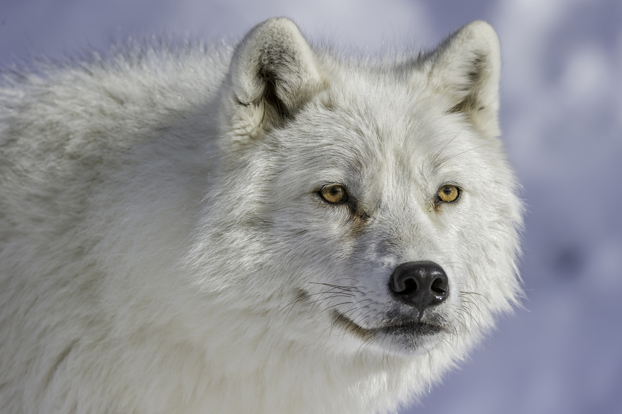 Nikon AF-S Nikkor 200-400mm F4G ED-IF VR sample photo. Wild eyes... photography