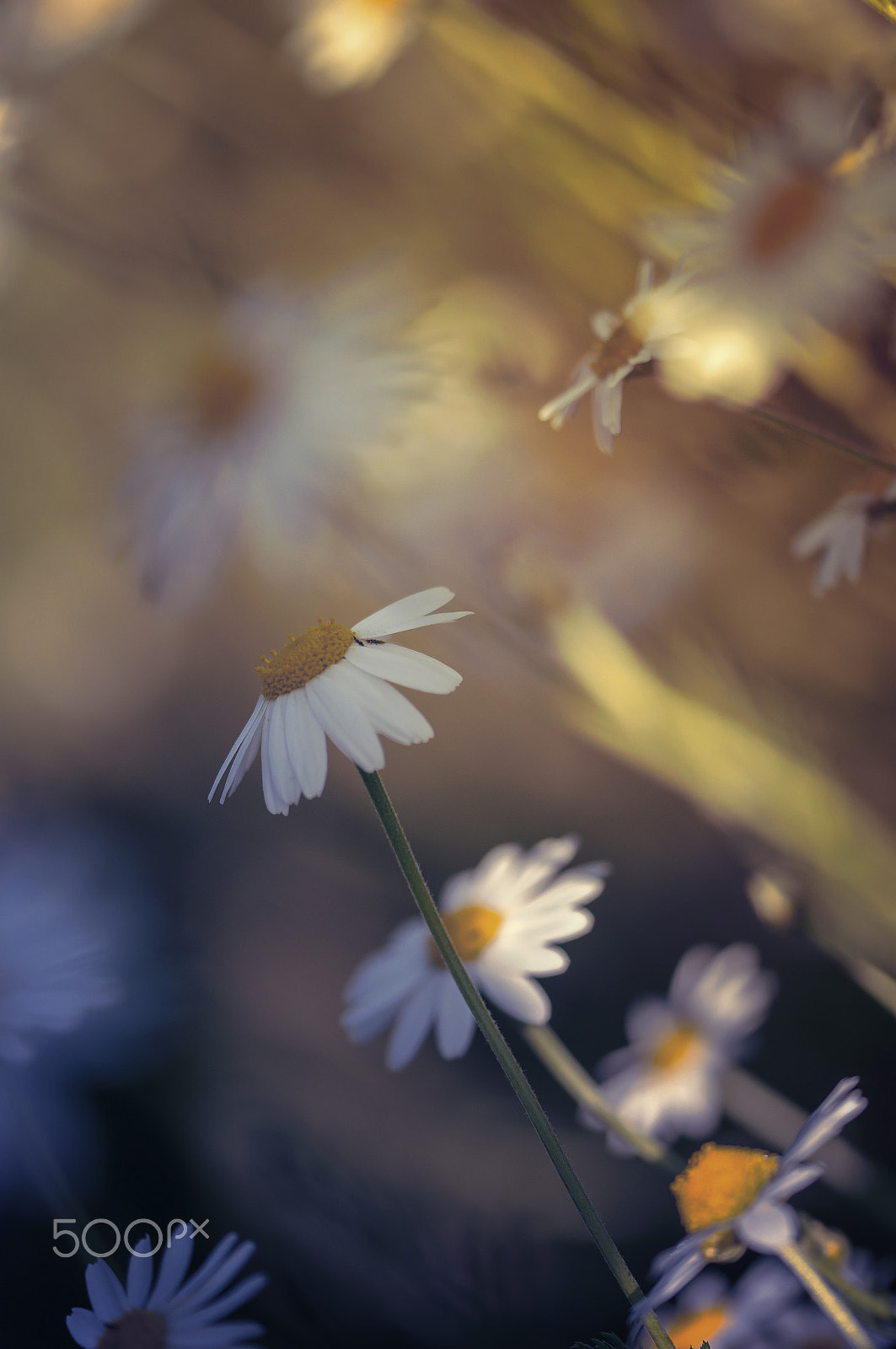 Sigma 105mm F2.8 EX DG OS HSM sample photo. I'll be your shadow,,, i'll be your light photography