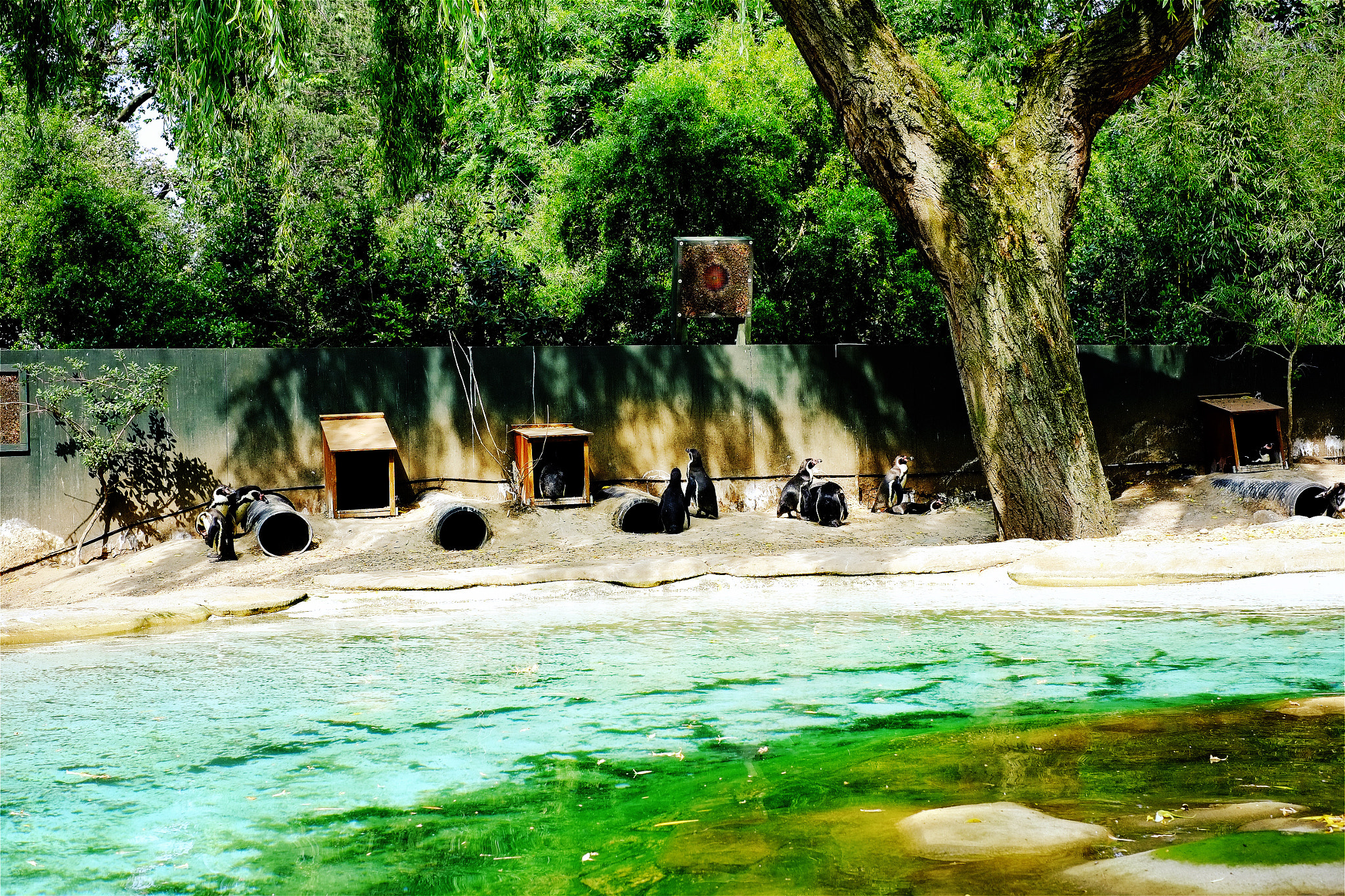 Hipstamatic 313 sample photo. London zoo penguins photography