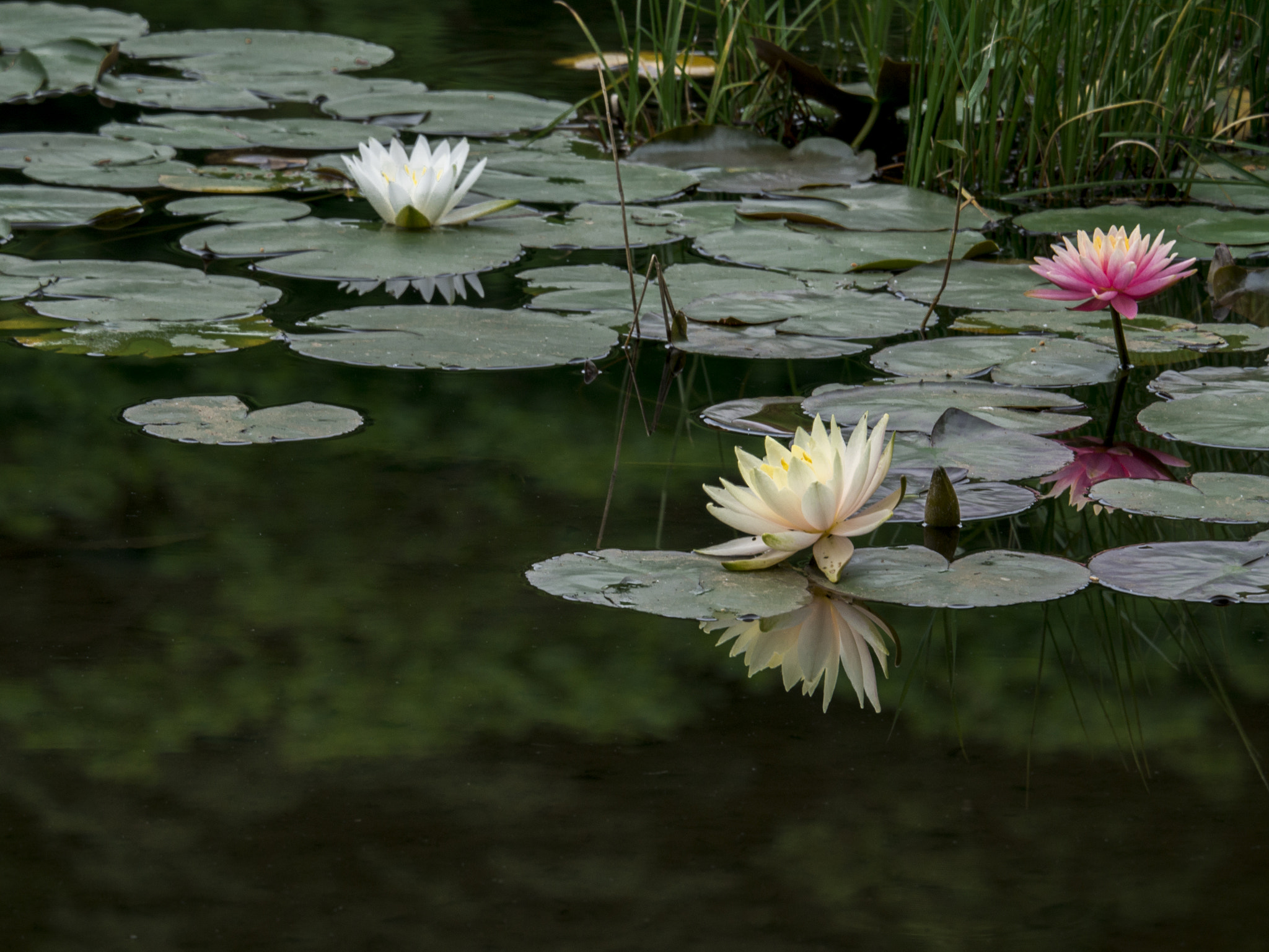 Panasonic Lumix DMC-GX7 sample photo. Water lily photography
