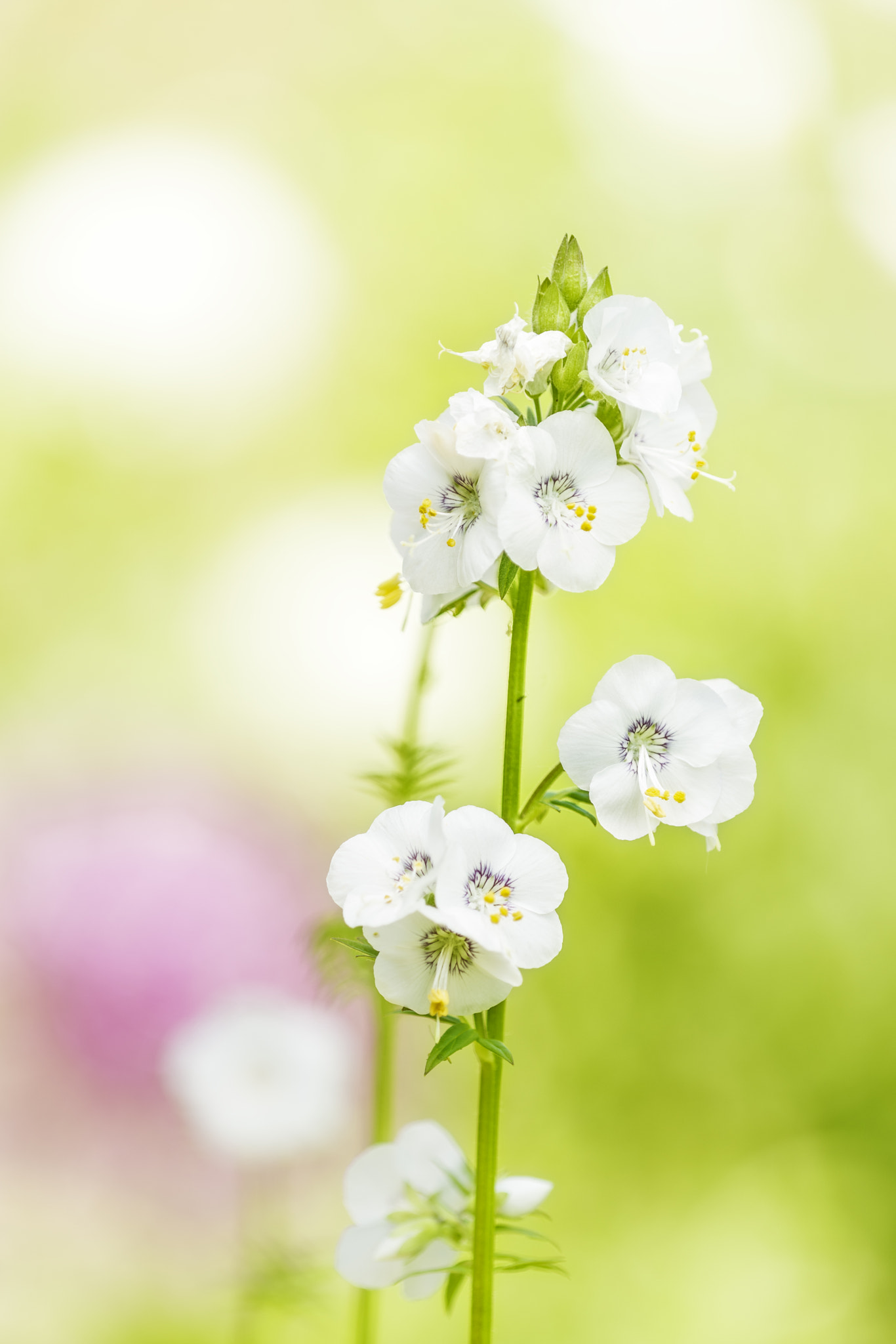 Nikon D810 + Nikon AF Micro-Nikkor 200mm F4D ED-IF sample photo. Jacob's ladder (polemonium) photography