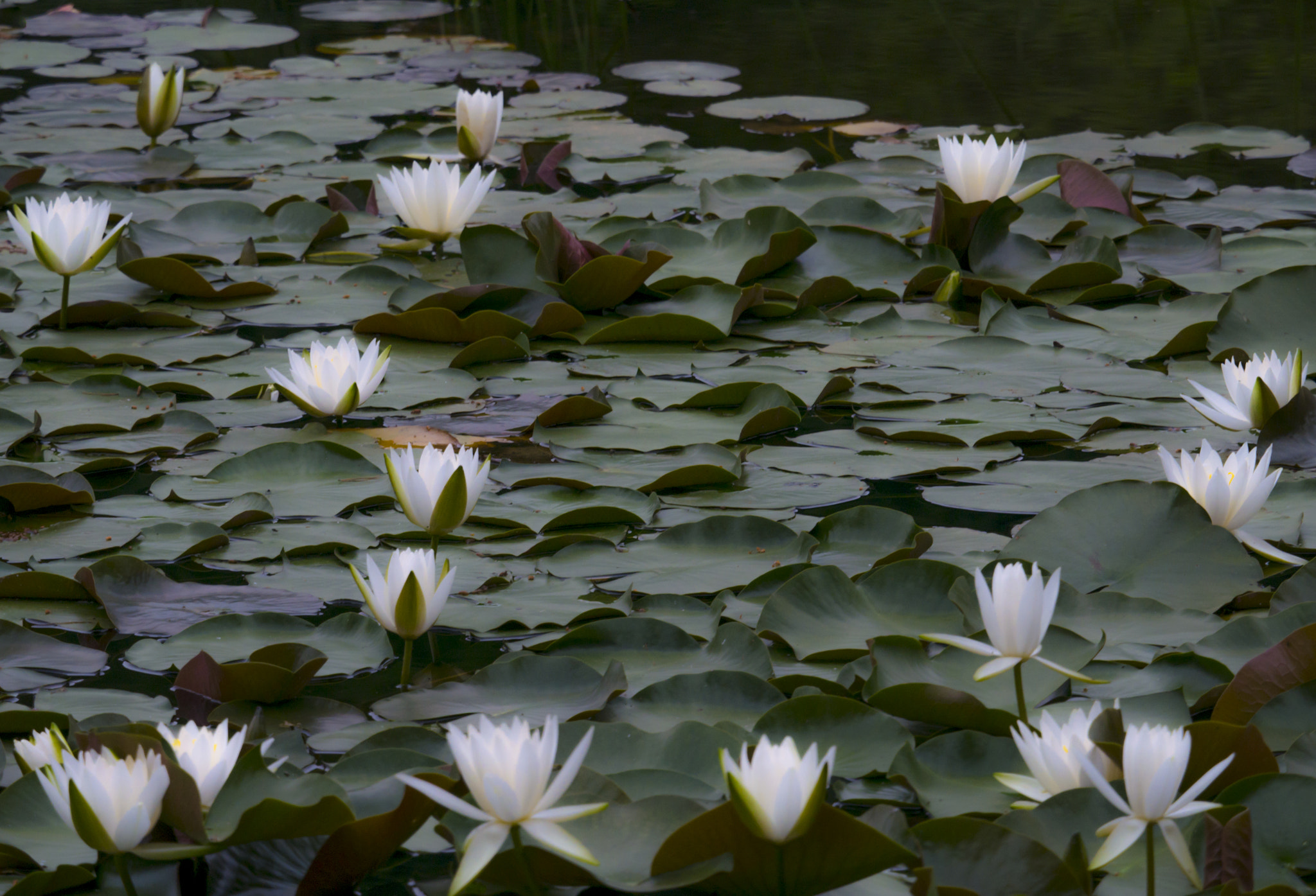 Panasonic Lumix DMC-GX7 sample photo. Water lily photography