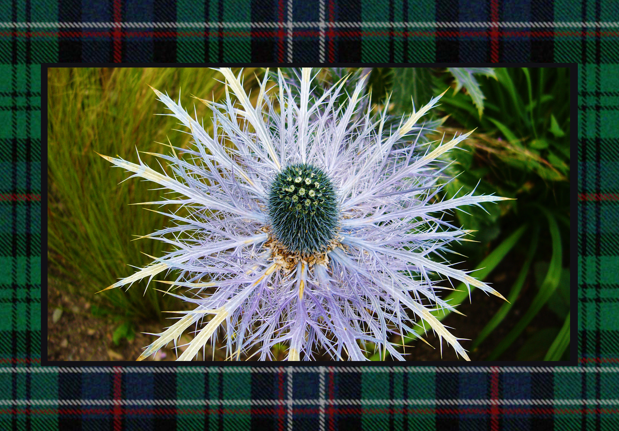 Panasonic DMC-FX8 sample photo. The scotland flower photography
