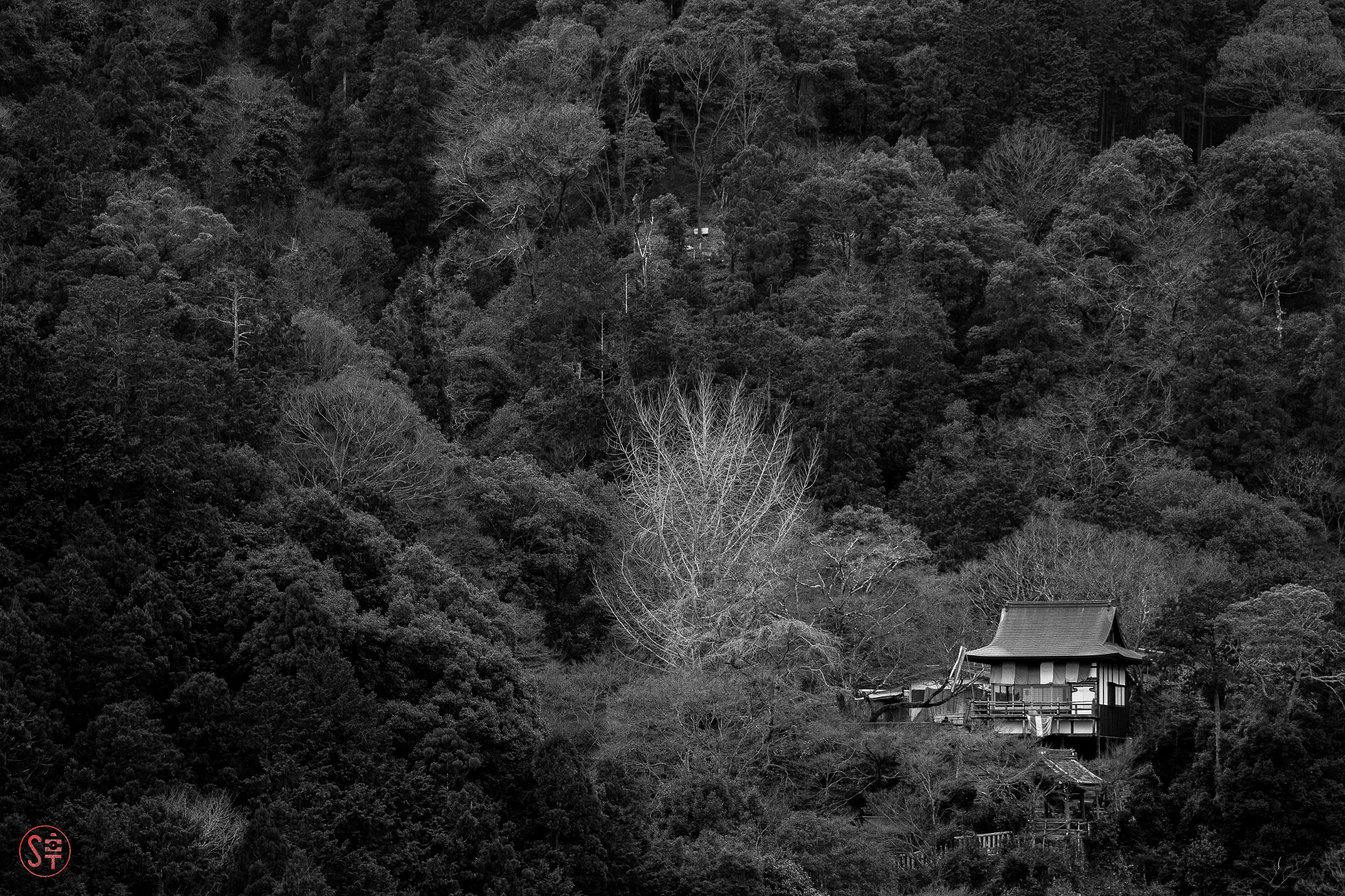 Canon EOS 550D (EOS Rebel T2i / EOS Kiss X4) sample photo. 嵐山 photography
