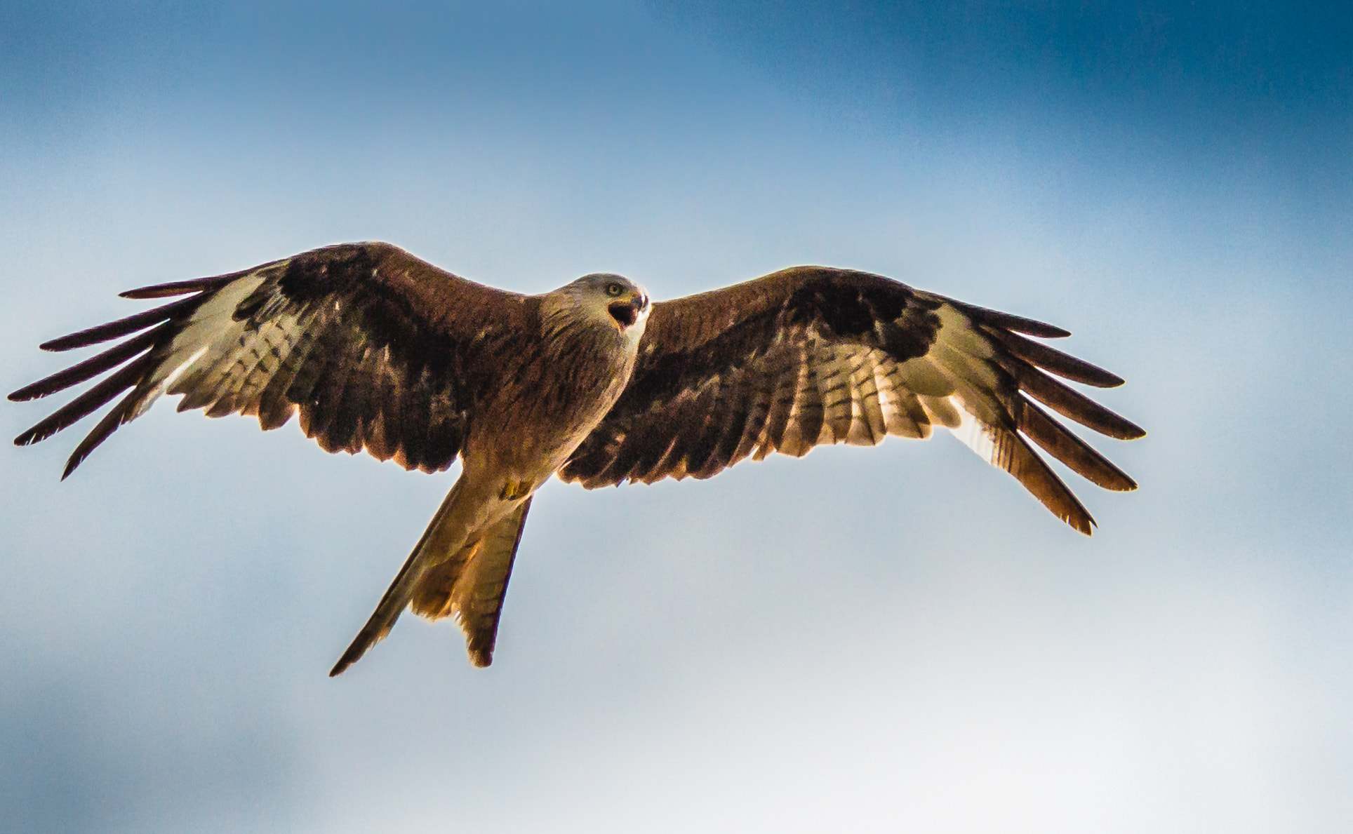 Canon EF 300mm F4L IS USM sample photo. Rotmilan photography