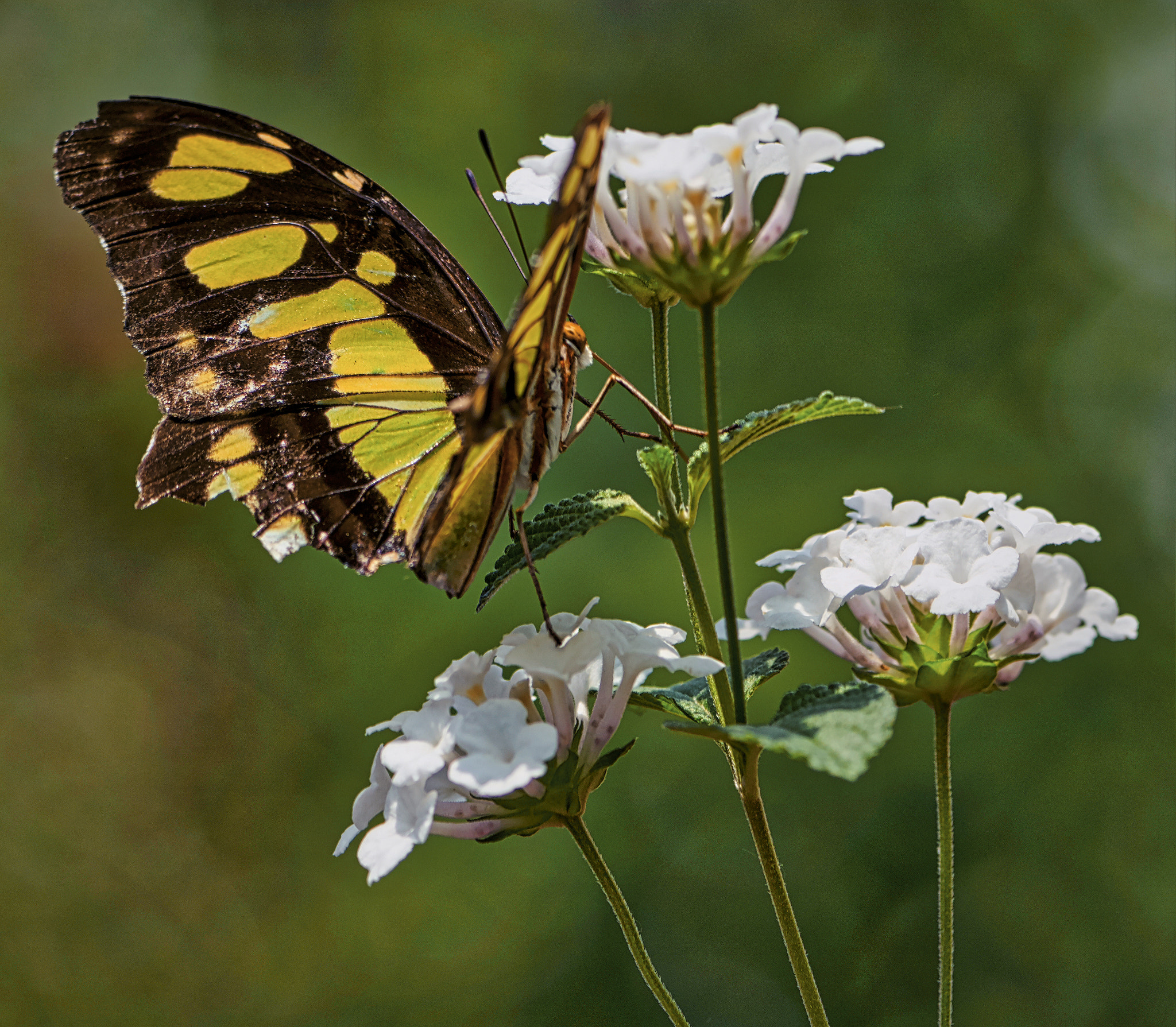 Sony FE 90mm F2.8 Macro G OSS sample photo. Swallowtail butterfly photography