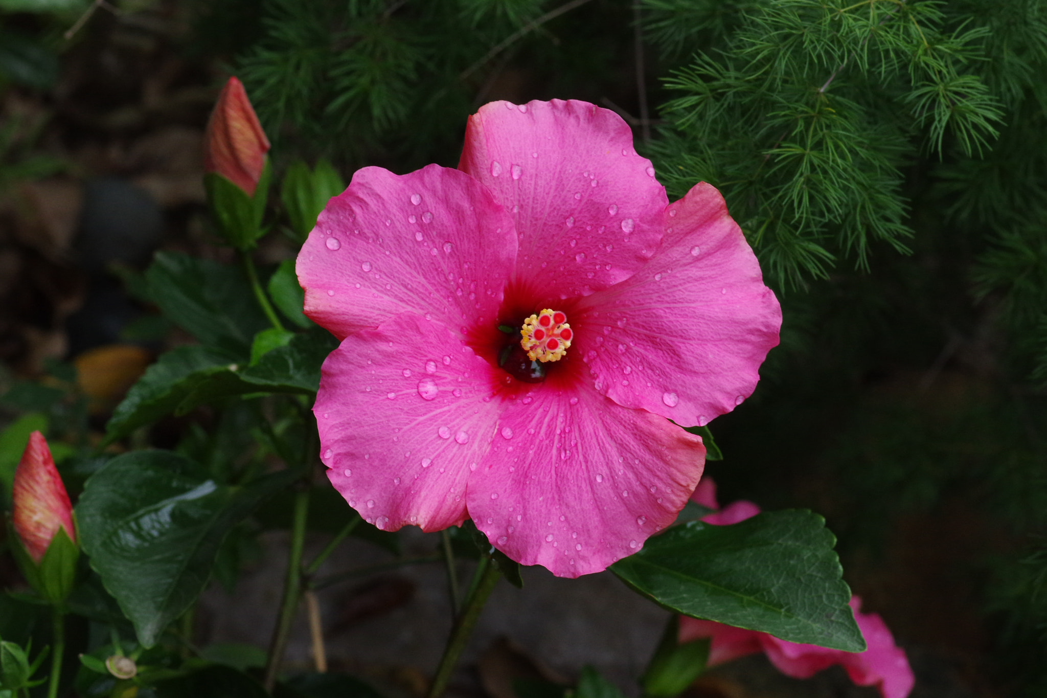 Pentax smc D-FA 100mm F2.8 Macro WR sample photo. Dewdrops photography