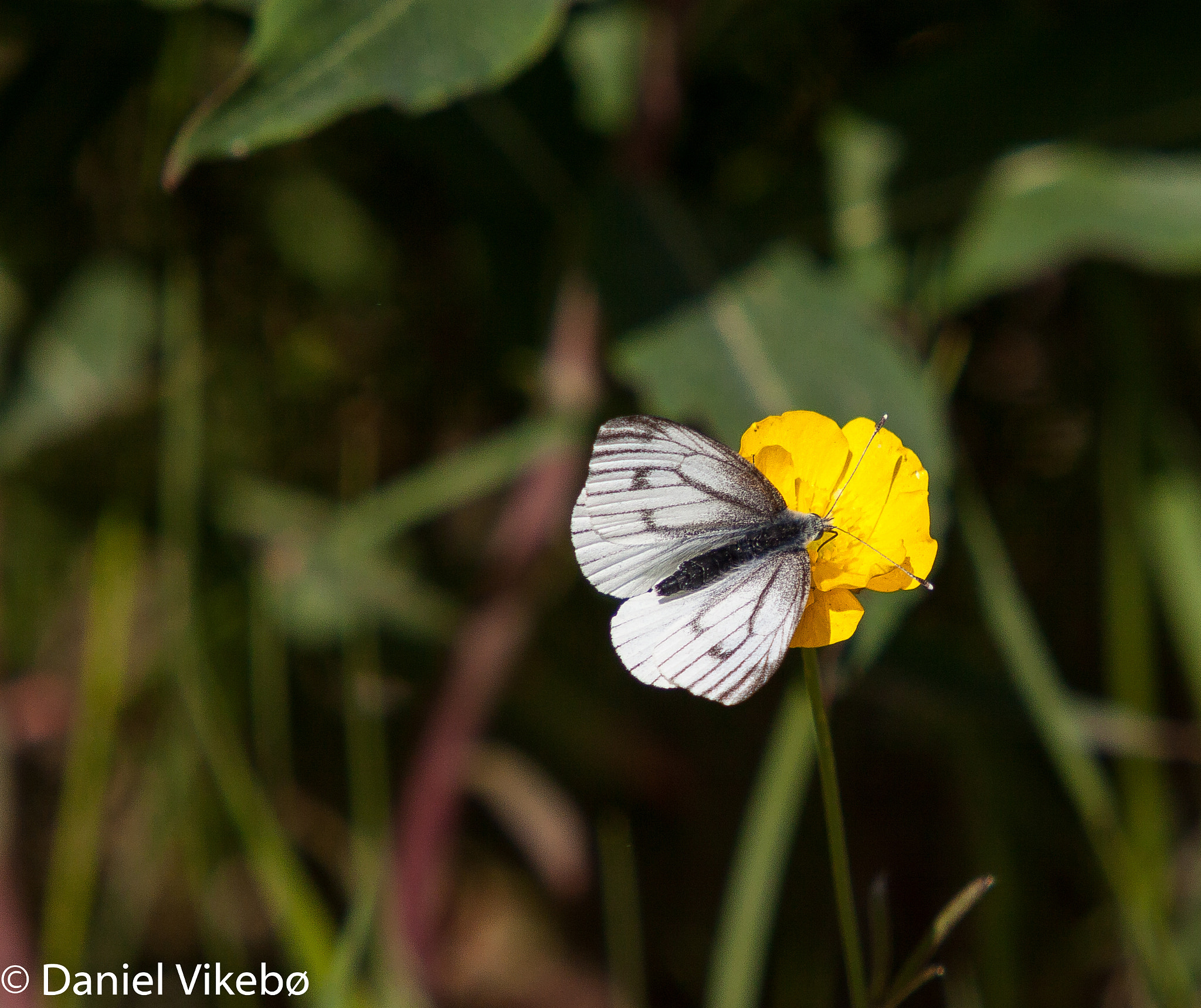 Sigma 50-500mm f/4-6.3 APO HSM EX sample photo. Hungry butterfly photography