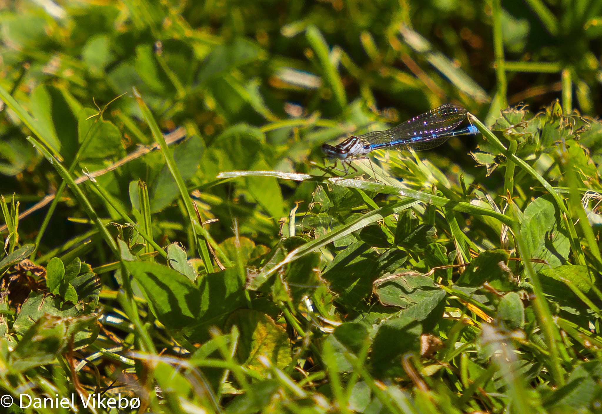 Sigma 50-500mm f/4-6.3 APO HSM EX sample photo. Dragonfly photography