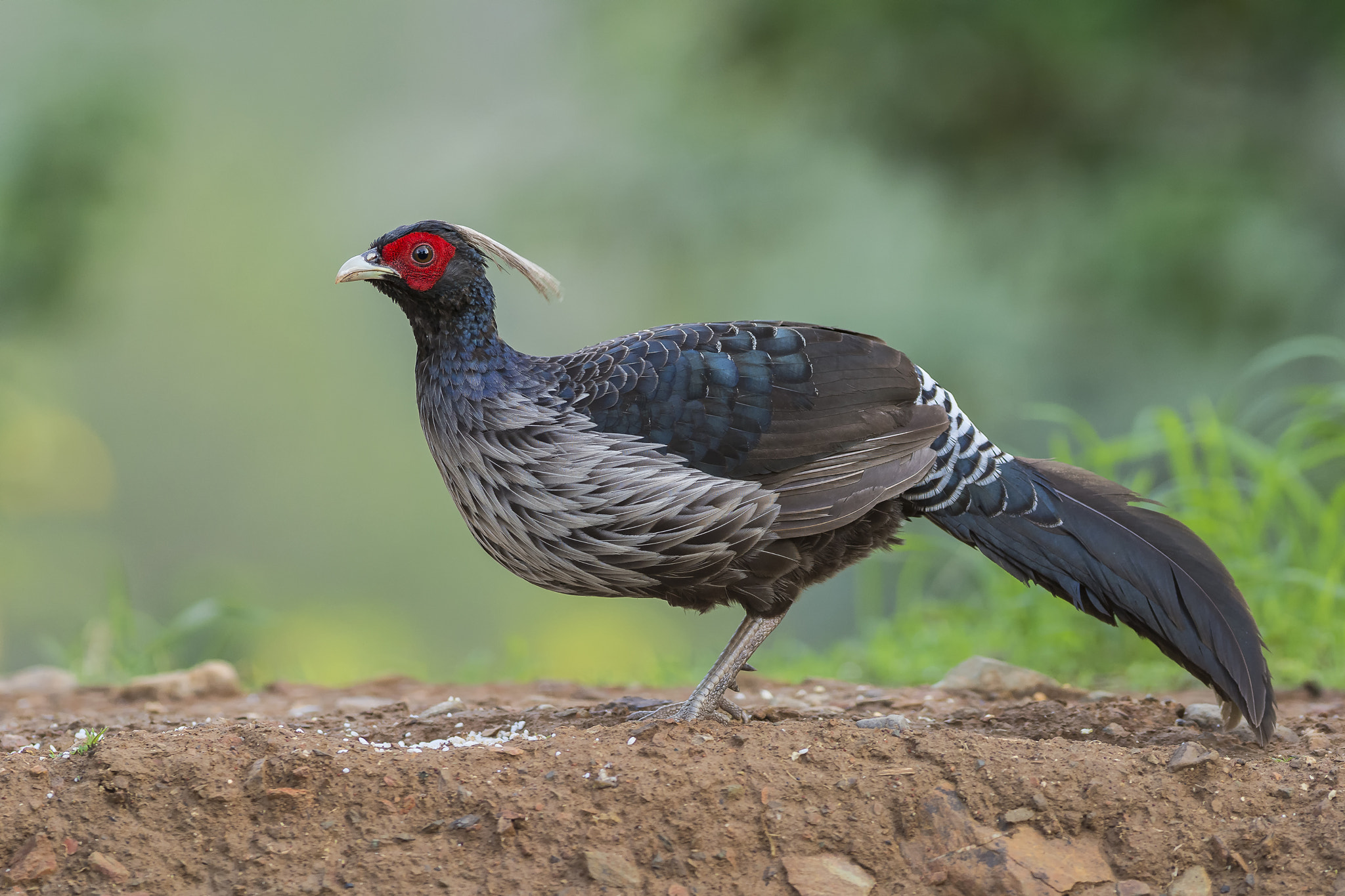 Nikon AF-S Nikkor 300mm F2.8G ED VR II sample photo. Kalij pheasant photography