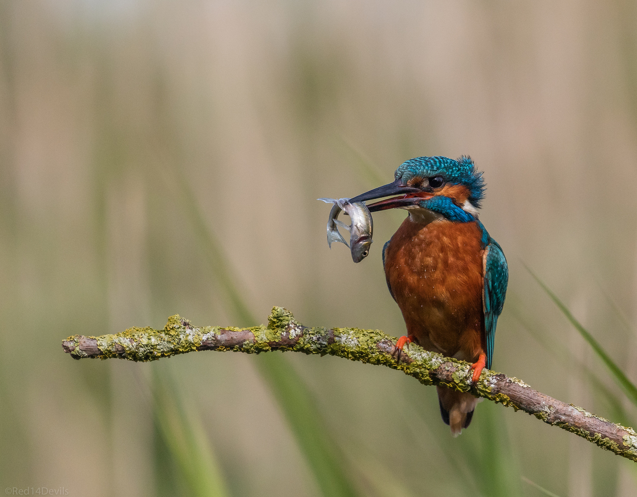 Canon EF 100-400mm F4.5-5.6L IS II USM sample photo. Common kingfisher photography