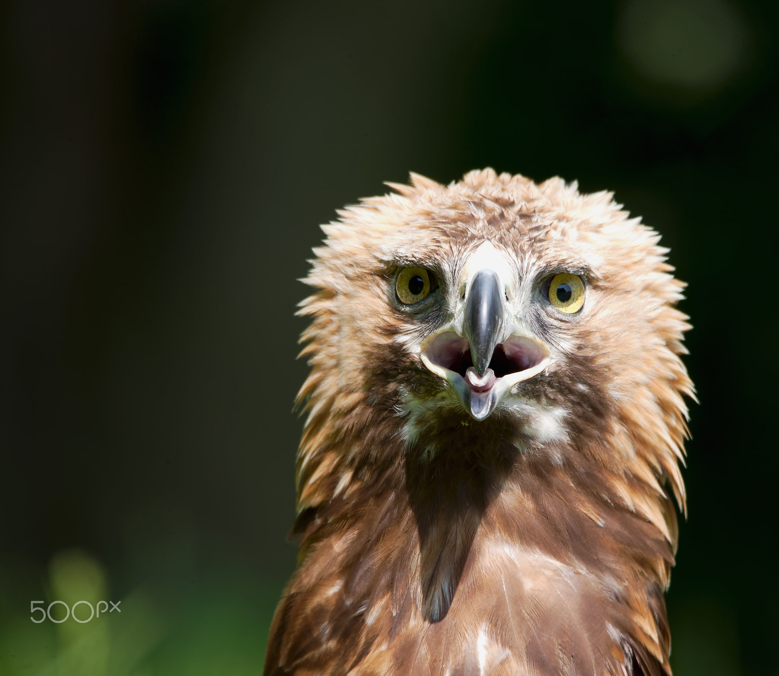 Canon EOS-1Ds Mark III + Sigma 150-500mm F5-6.3 DG OS HSM sample photo. Golden eagle photography