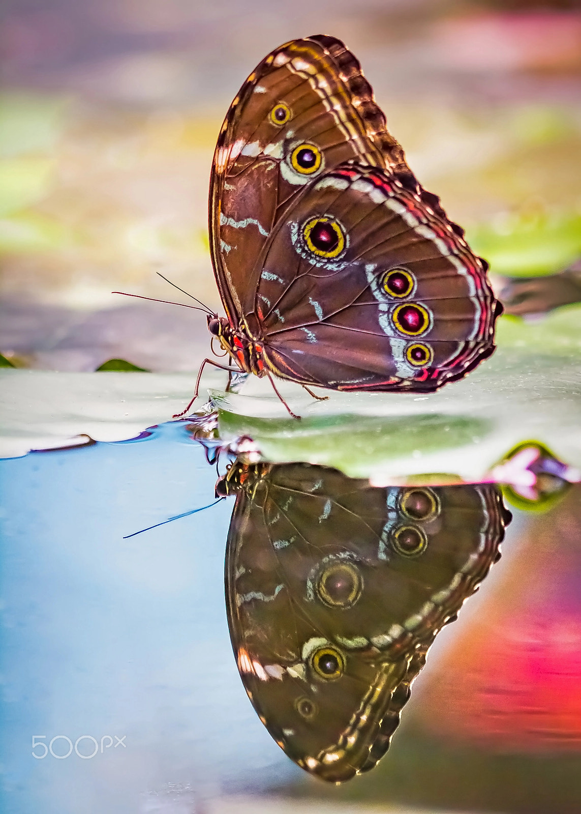 Tamron SP AF 180mm F3.5 Di LD (IF) Macro sample photo. Mirror, mirror on the wall (no: in the pond!) photography