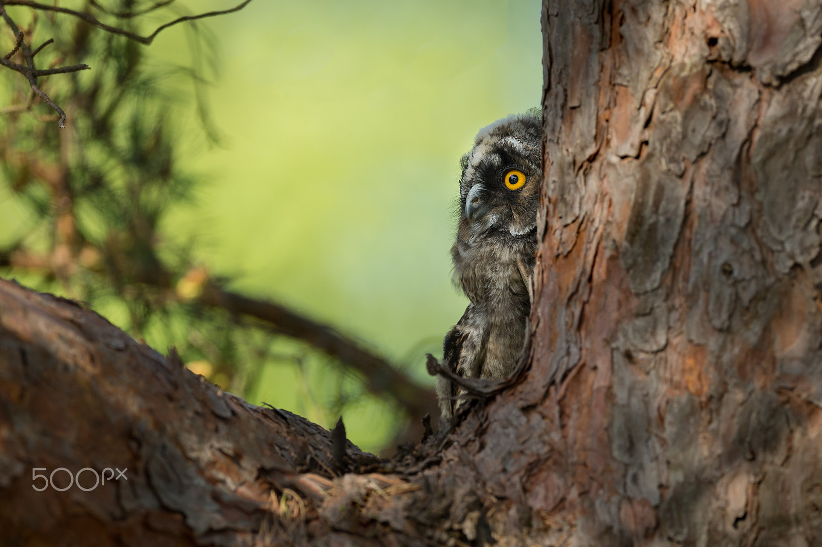 Nikon AF-S Nikkor 600mm F4E FL ED VR sample photo. Long-eared owl photography