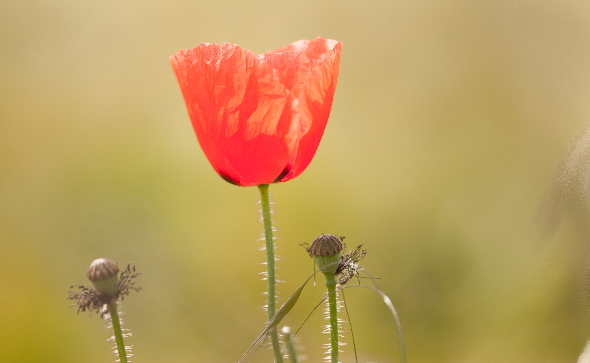 Sigma 105mm F2.8 EX DG OS HSM sample photo. Solo poppy photography