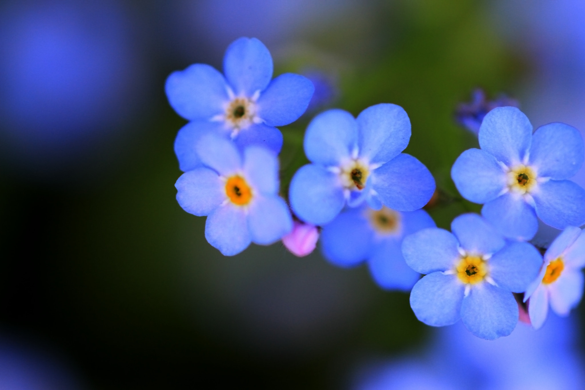 Canon EF 100mm F2.8L Macro IS USM sample photo. Forget me not photography