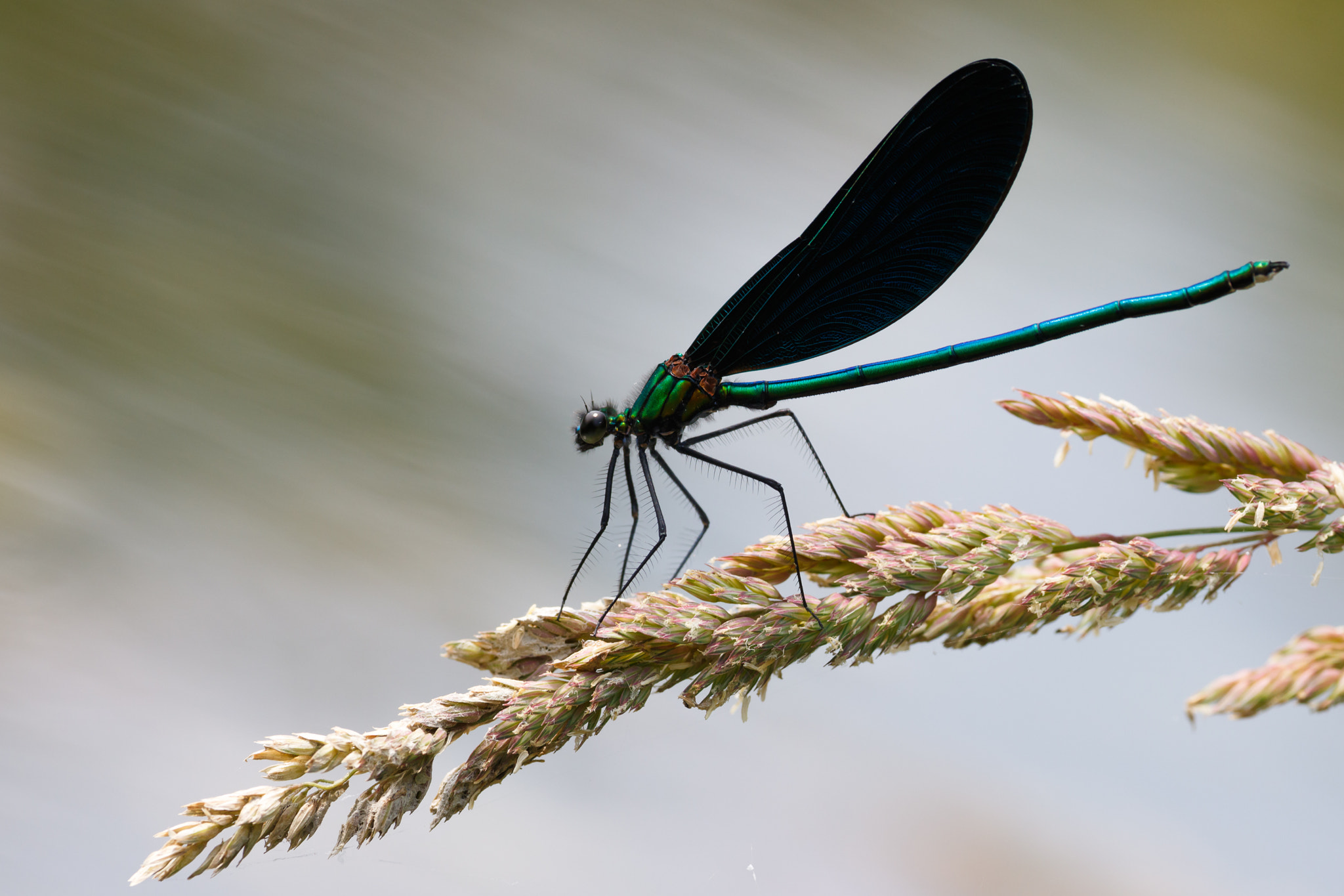 Sigma APO Macro 180mm F2.8 EX DG OS HSM sample photo. Calopteryx japonica photography