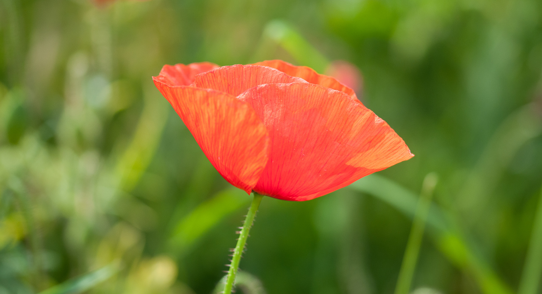 Sigma 105mm F2.8 EX DG OS HSM sample photo. Solo poppy photography