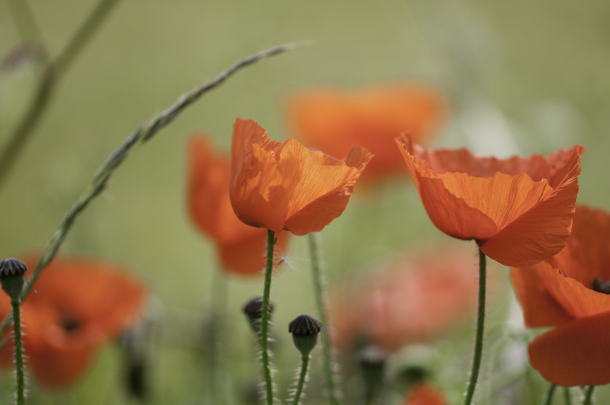 Sigma 105mm F2.8 EX DG OS HSM sample photo. Group photography
