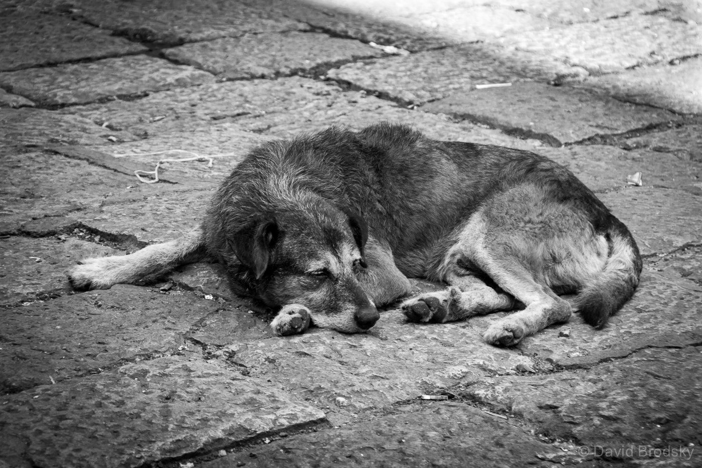 Sony E 18-200mm F3.5-6.3 OSS LE sample photo. Sleeping dog photography