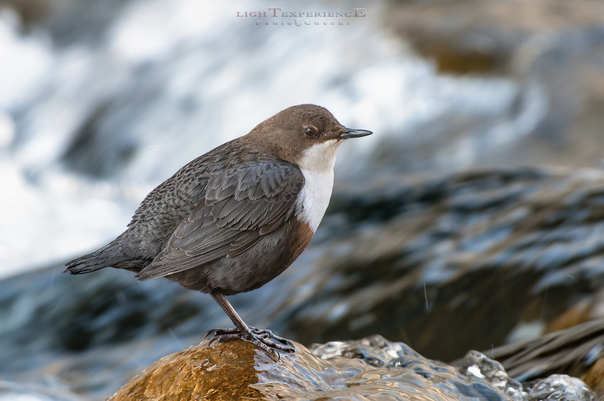 Nikon AF-S Nikkor 300mm F2.8G ED VR II sample photo. The river lord photography