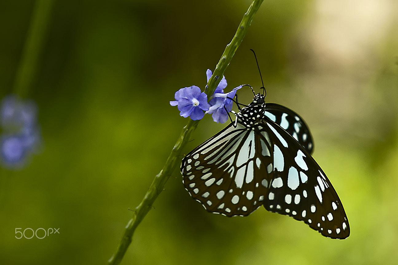 Nikon D80 sample photo. Dark blue tiger photography