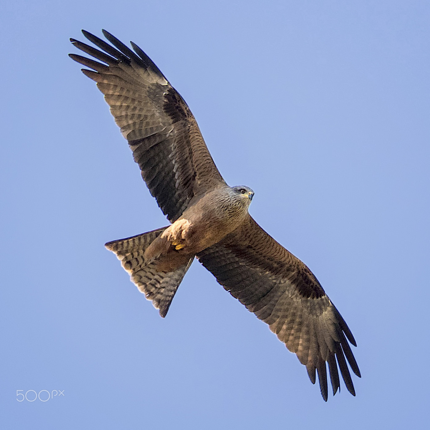 Canon EOS 7D Mark II + Canon EF 100-400mm F4.5-5.6L IS II USM sample photo. Black kite photography