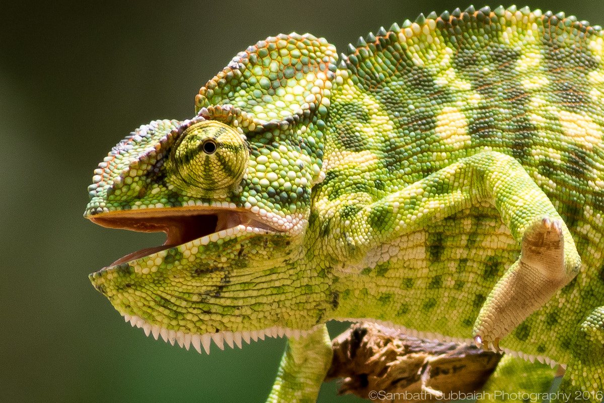 Canon EOS 7D Mark II + Canon EF 400mm F5.6L USM sample photo. Indian chameleon photography