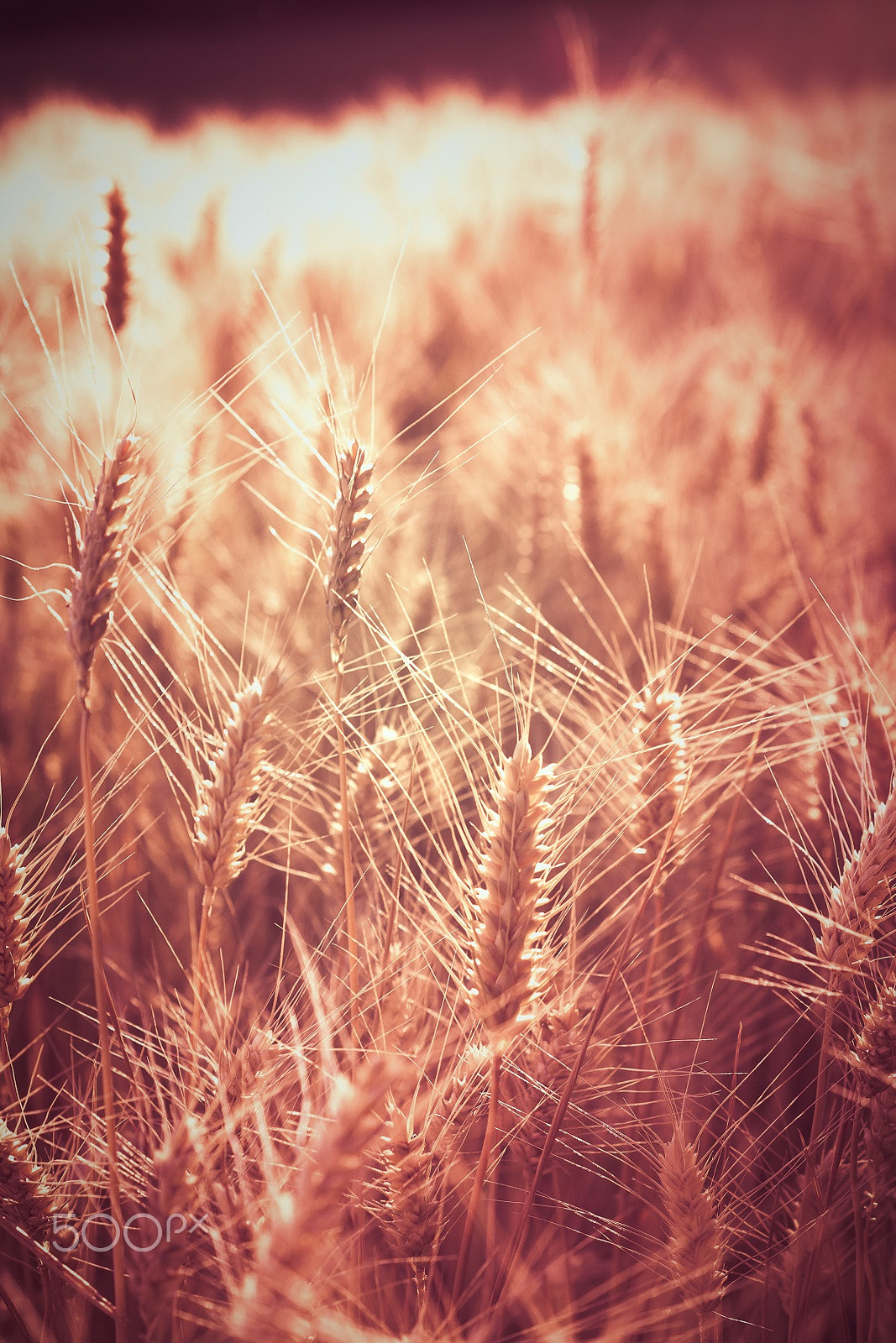 Sony SLT-A65 (SLT-A65V) + Sony DT 50mm F1.8 SAM sample photo. Some wheat photography
