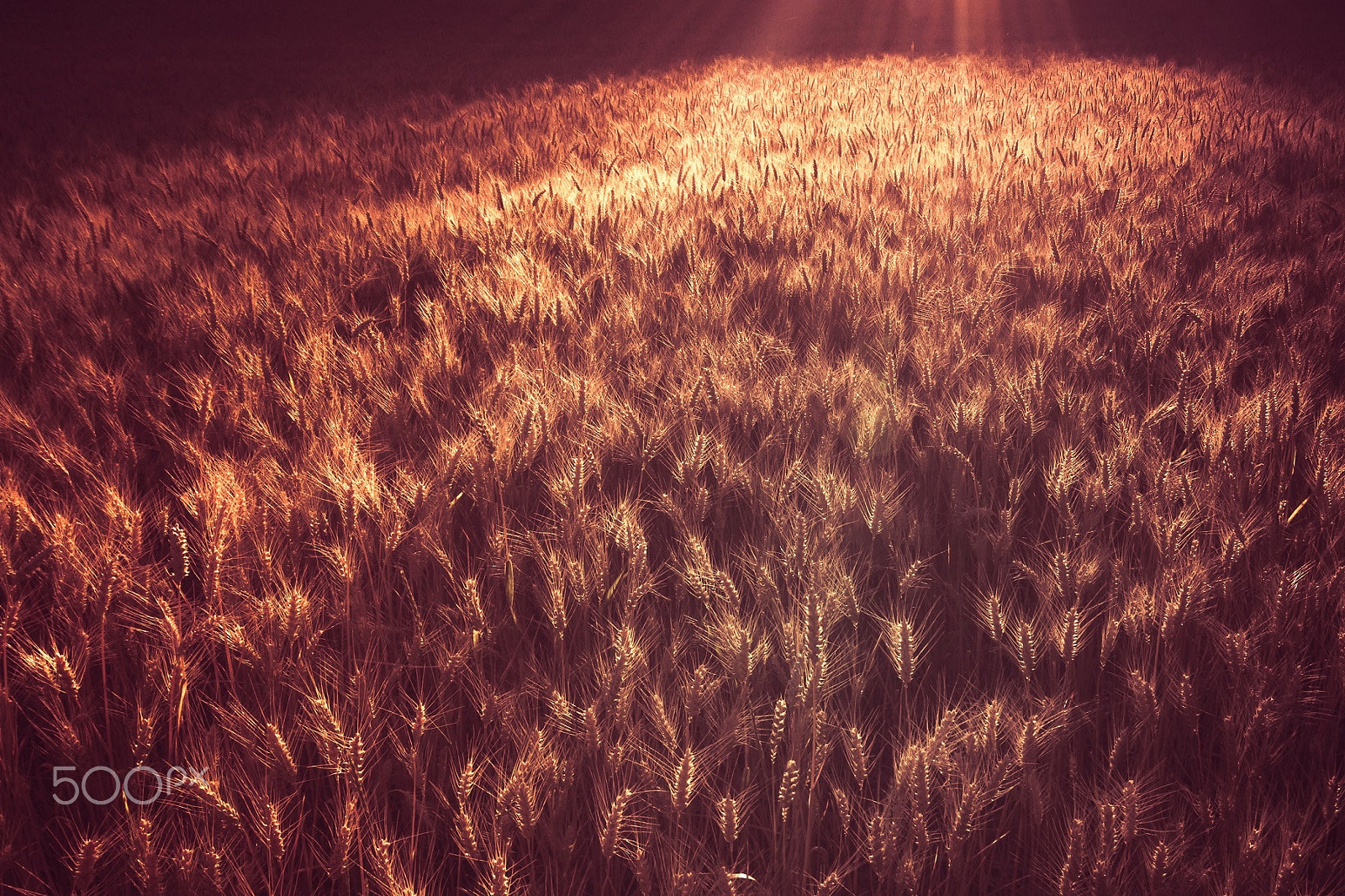 Sigma AF 10-20mm F4-5.6 EX DC sample photo. More wheat photography