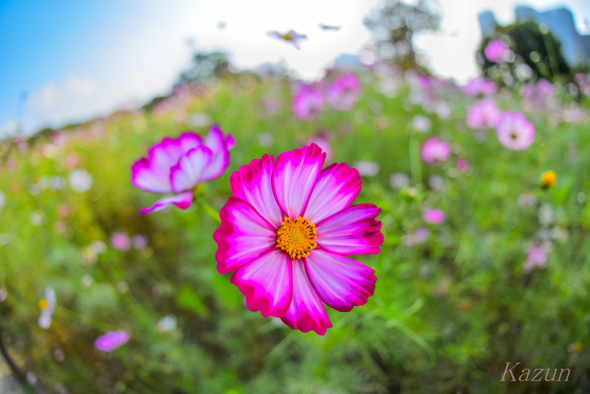 Nikon D810 + Sigma 15mm F2.8 EX DG Diagonal Fisheye sample photo. Flower antenna photography