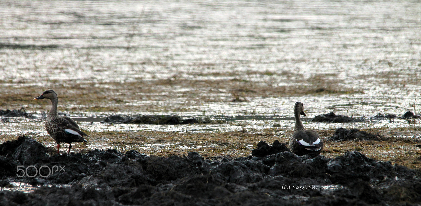 Sigma 150-500mm F5-6.3 DG OS HSM sample photo. Ducks photography