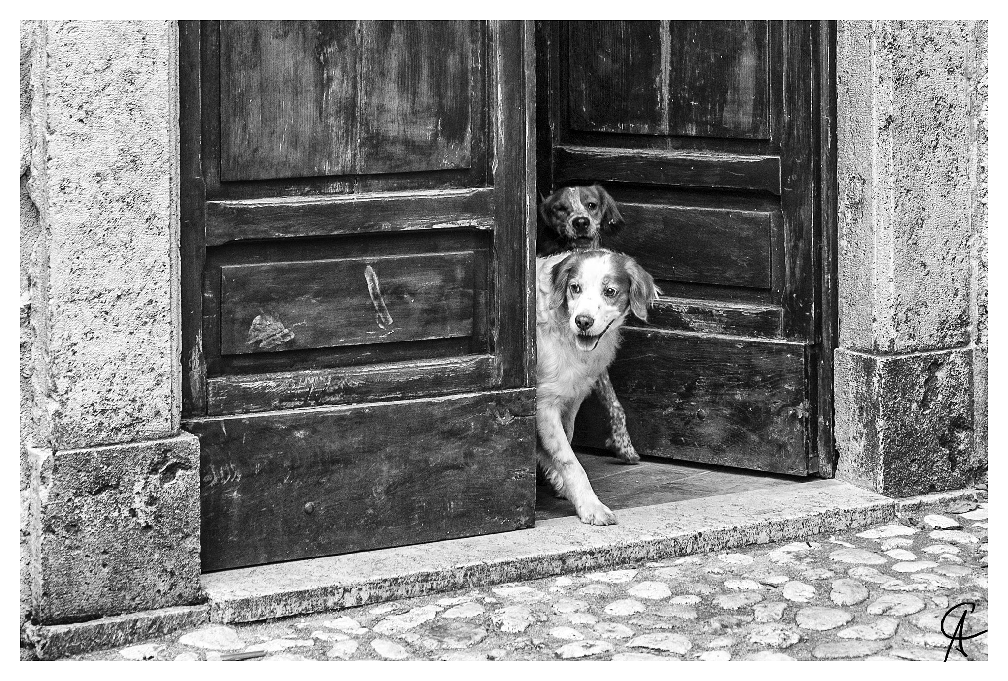 Nikon D700 + AF Nikkor 50mm f/1.4 sample photo. Dogs out of the church photography