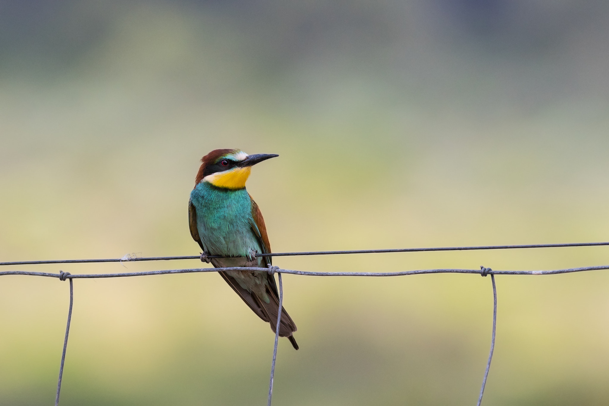 Sony 300mm F2.8 G SSM II sample photo. Merops apiaster photography