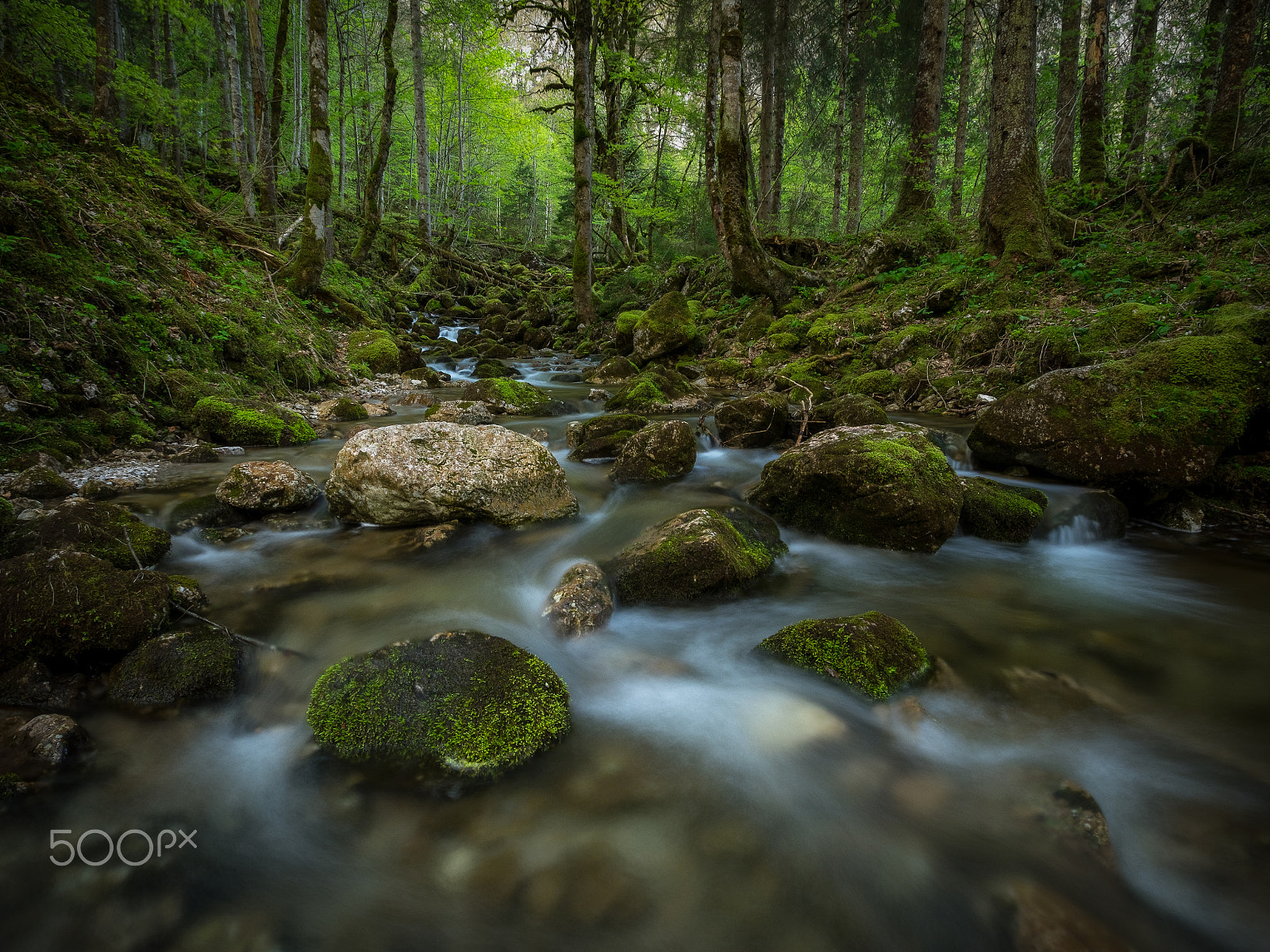 Olympus Zuiko Digital ED 9-18mm F4.0-5.6 sample photo. Alpine forest photography
