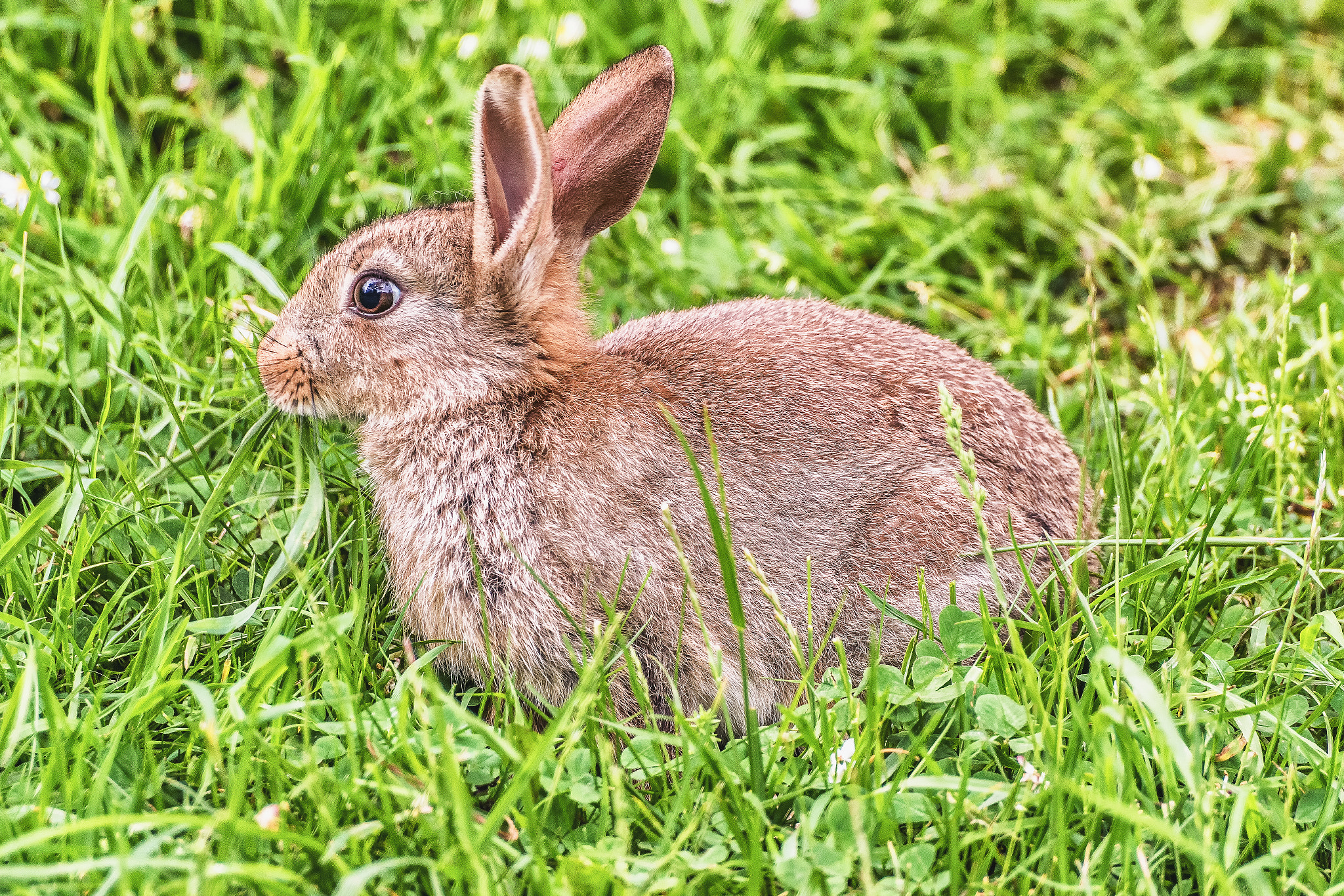 Pentax K-S1 + Sigma sample photo. Bunny !  photography