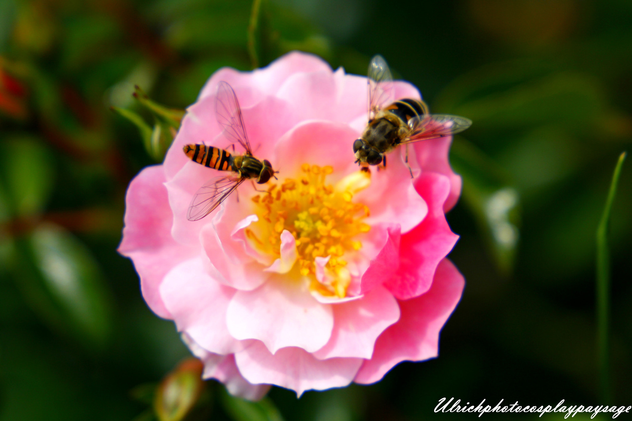 Canon EF 24-105mm F3.5-5.6 IS STM sample photo. Rose rose photography