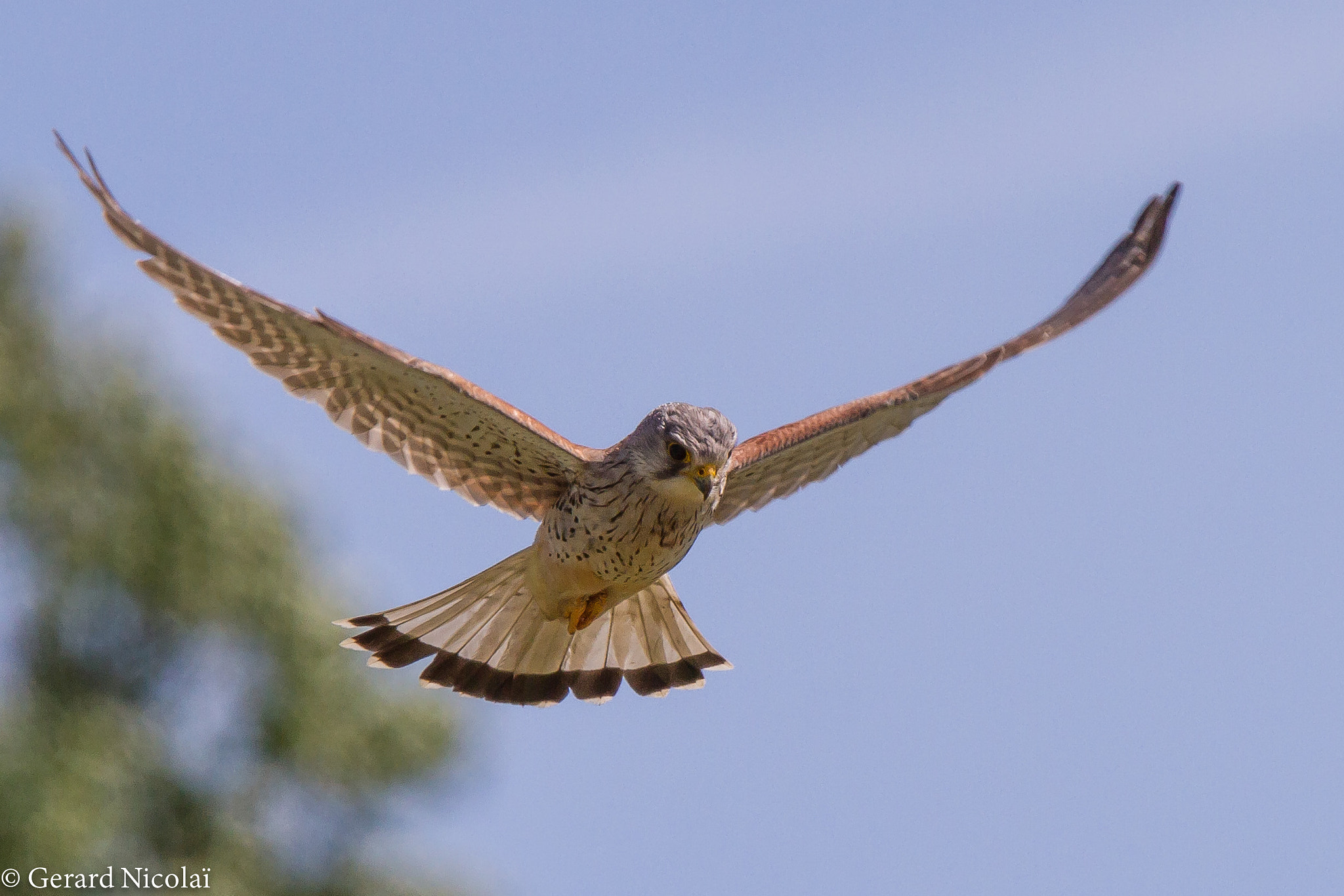 Canon EF 300mm F2.8L IS USM sample photo. Kestrel photography