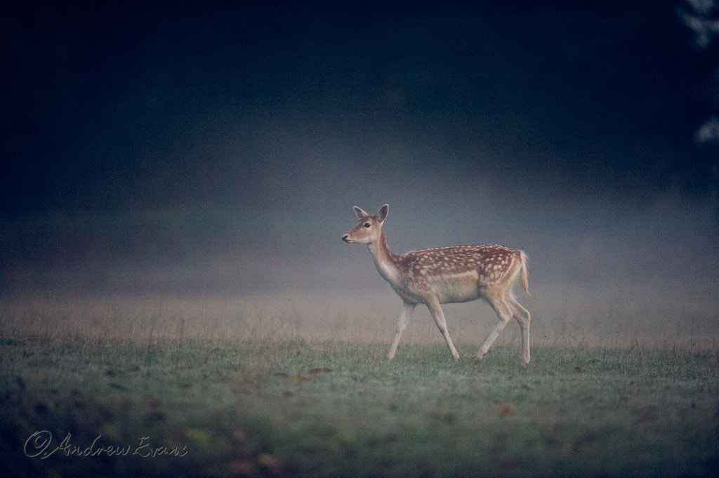 Nikon AF-S Nikkor 400mm F2.8G ED VR II sample photo. High iso! photography