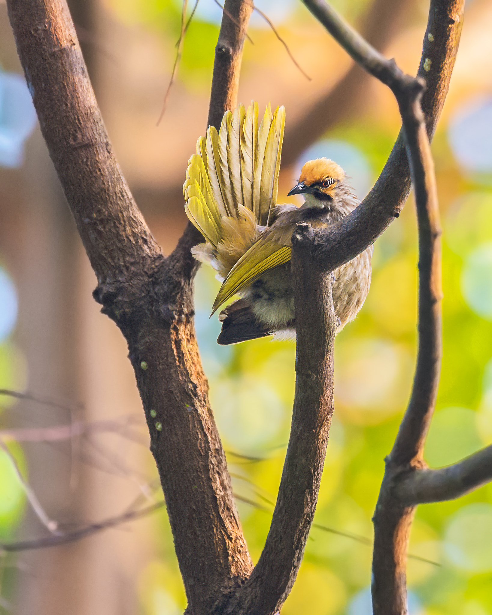 Nikon AF-S Nikkor 600mm F4E FL ED VR sample photo. Straw-headed bulbul  pycnonotus zeylanicus photography