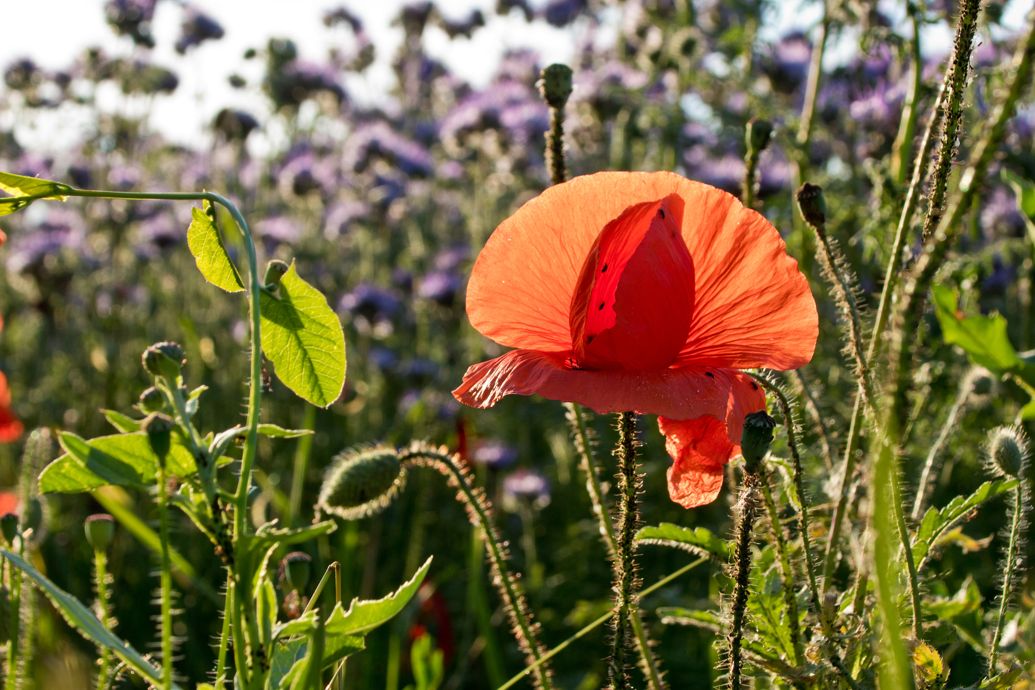 Canon EF 75-300mm F4.0-5.6 IS USM sample photo. Poppy photography