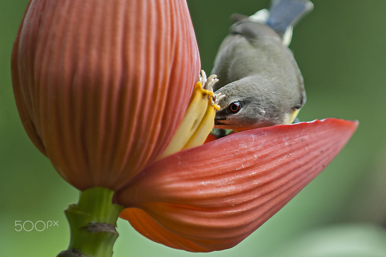 Nikon D80 sample photo. Nectar photography