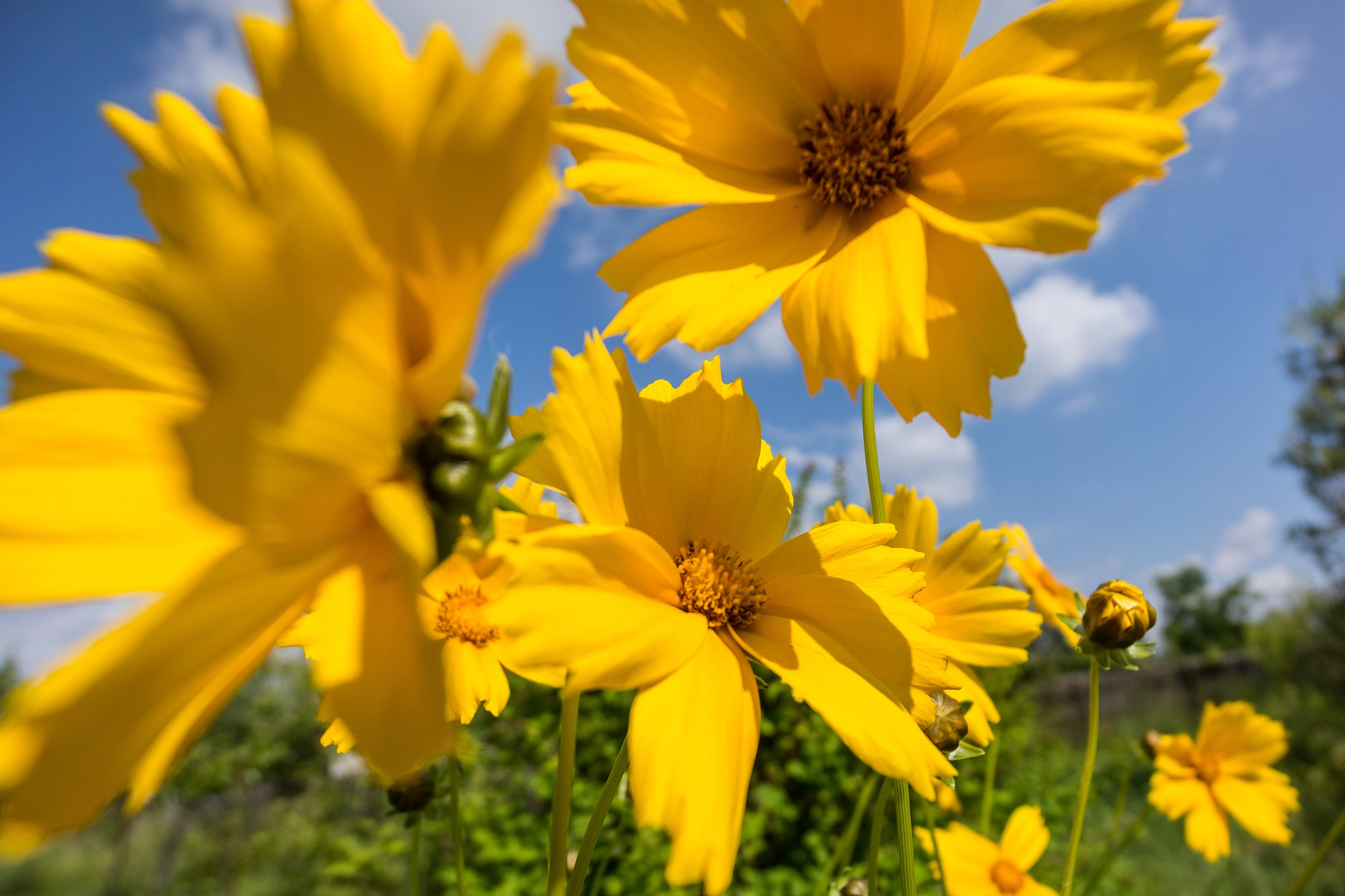 Sony Alpha NEX-7 + Sony E 10-18mm F4 OSS sample photo. Yellow photography